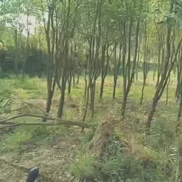 大叶女贞