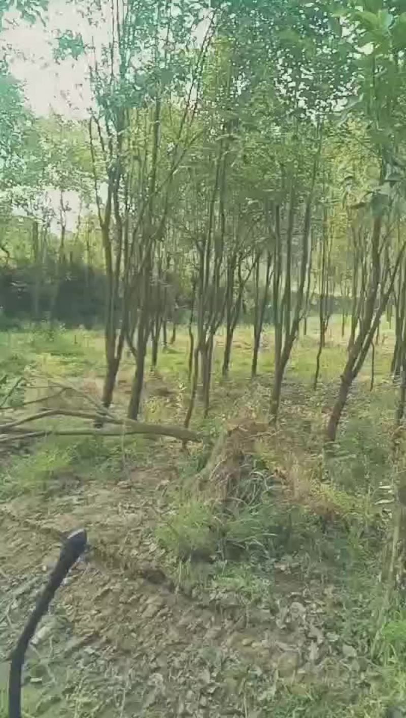 大叶女贞