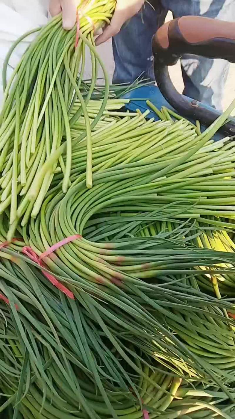 济宁蒜苔