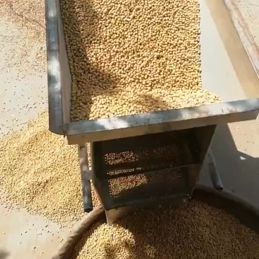 大豆