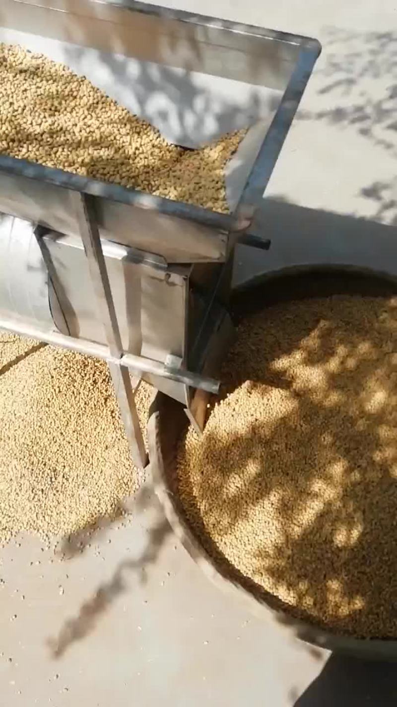 大豆