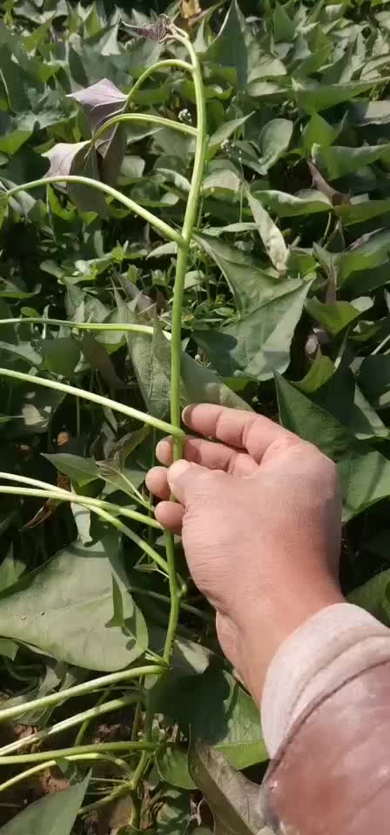 红薯苗