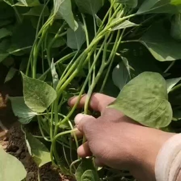 红薯苗