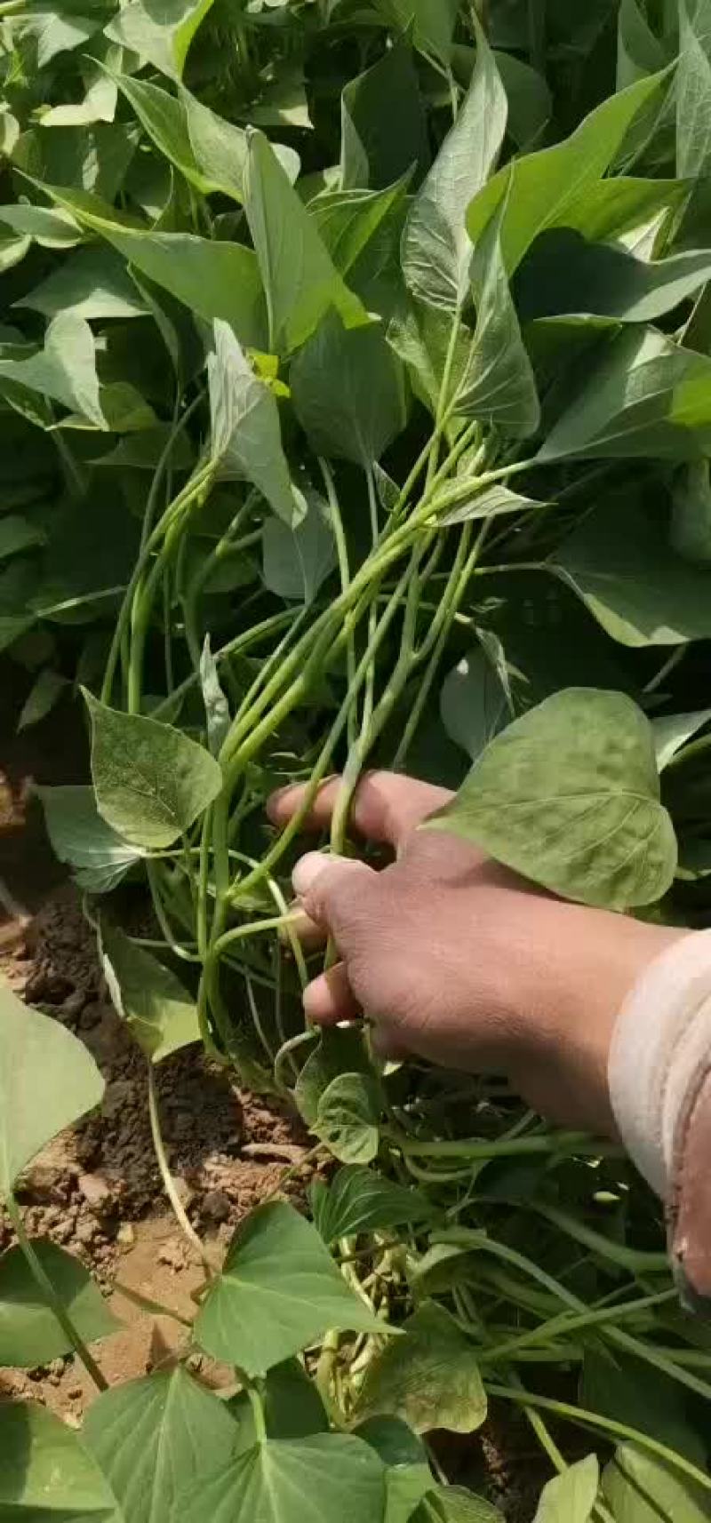 红薯苗