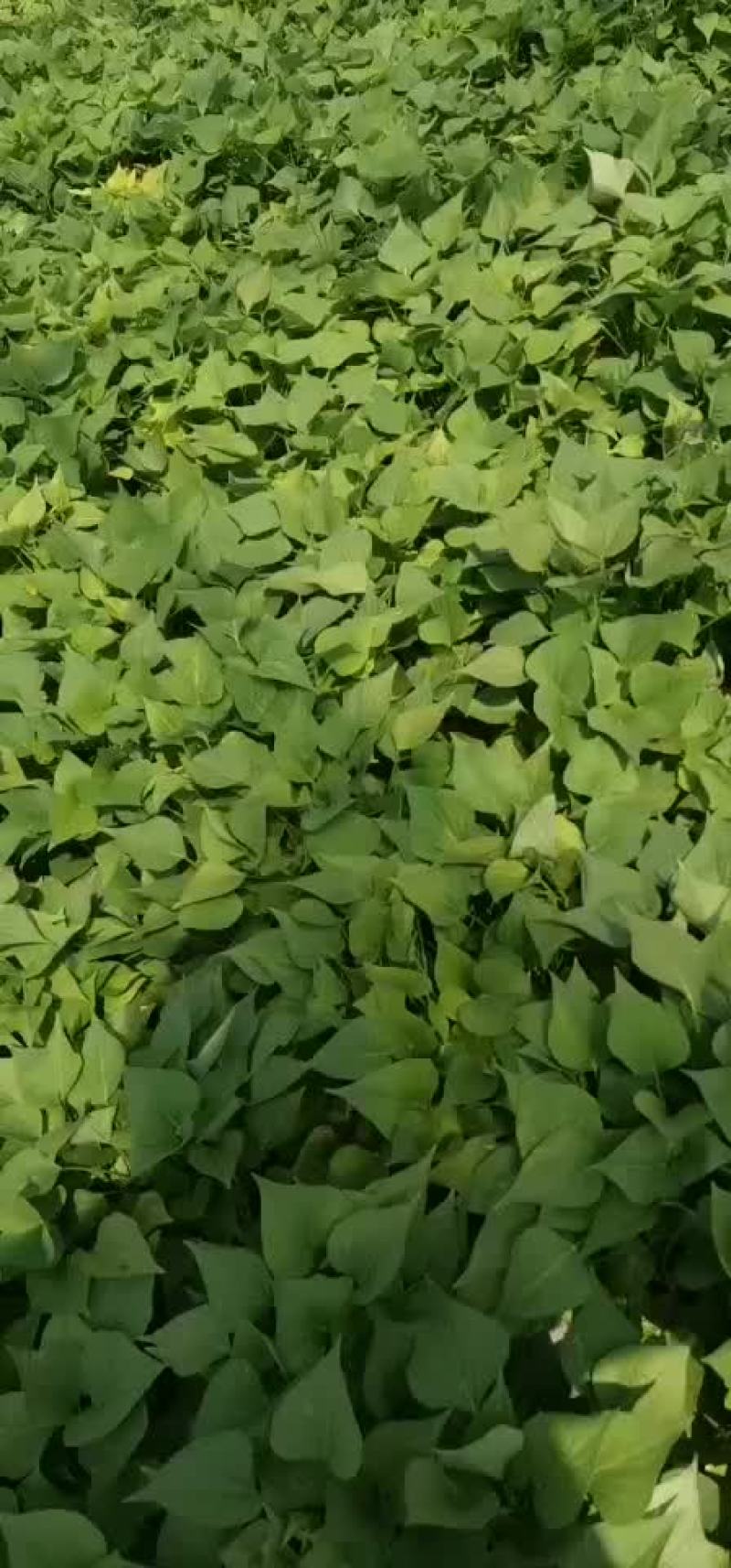 红薯苗