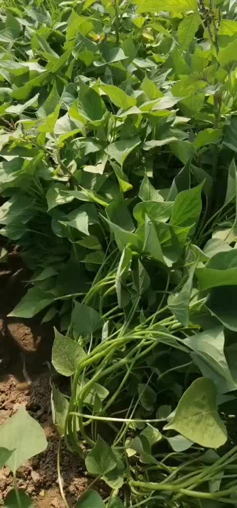 红薯苗