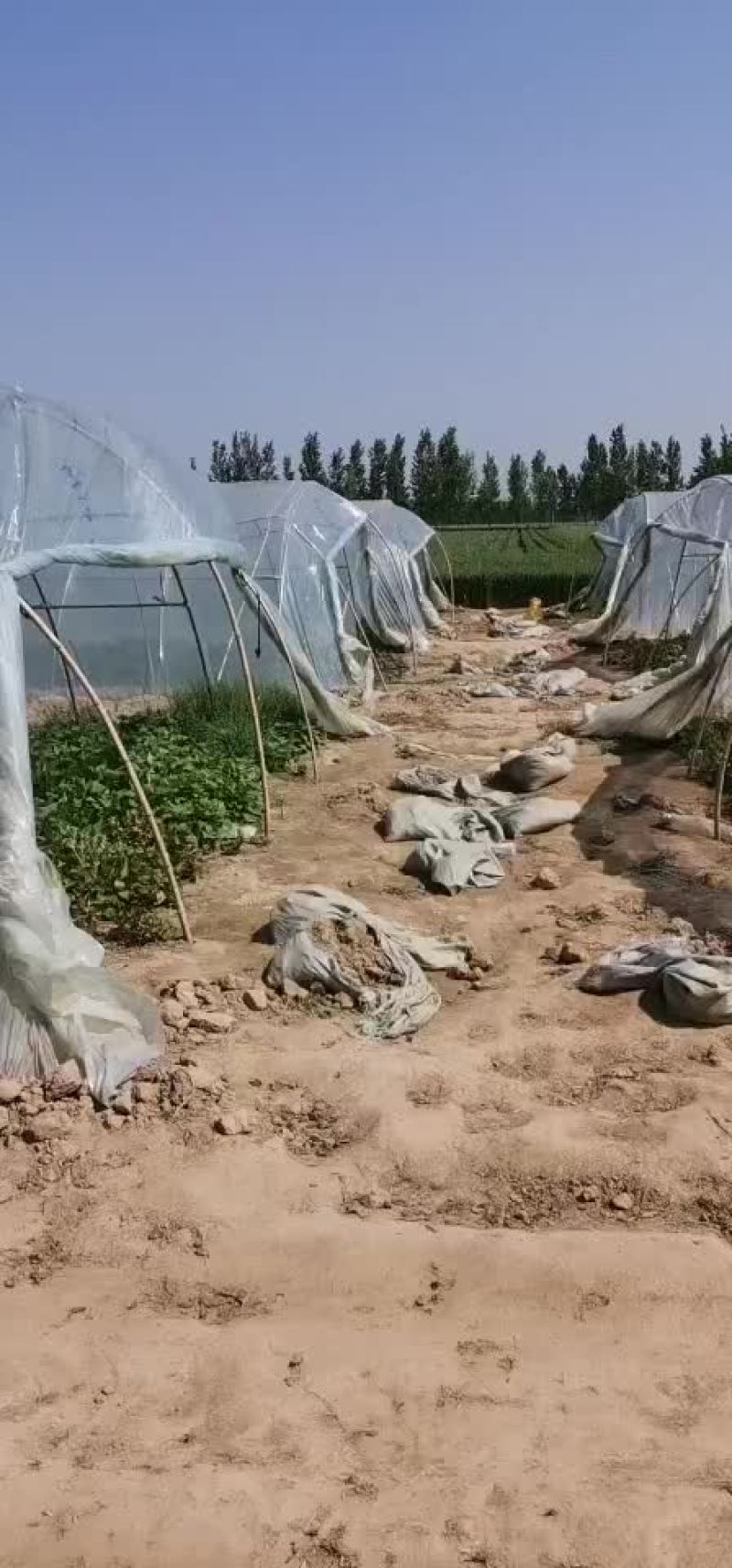 红薯苗