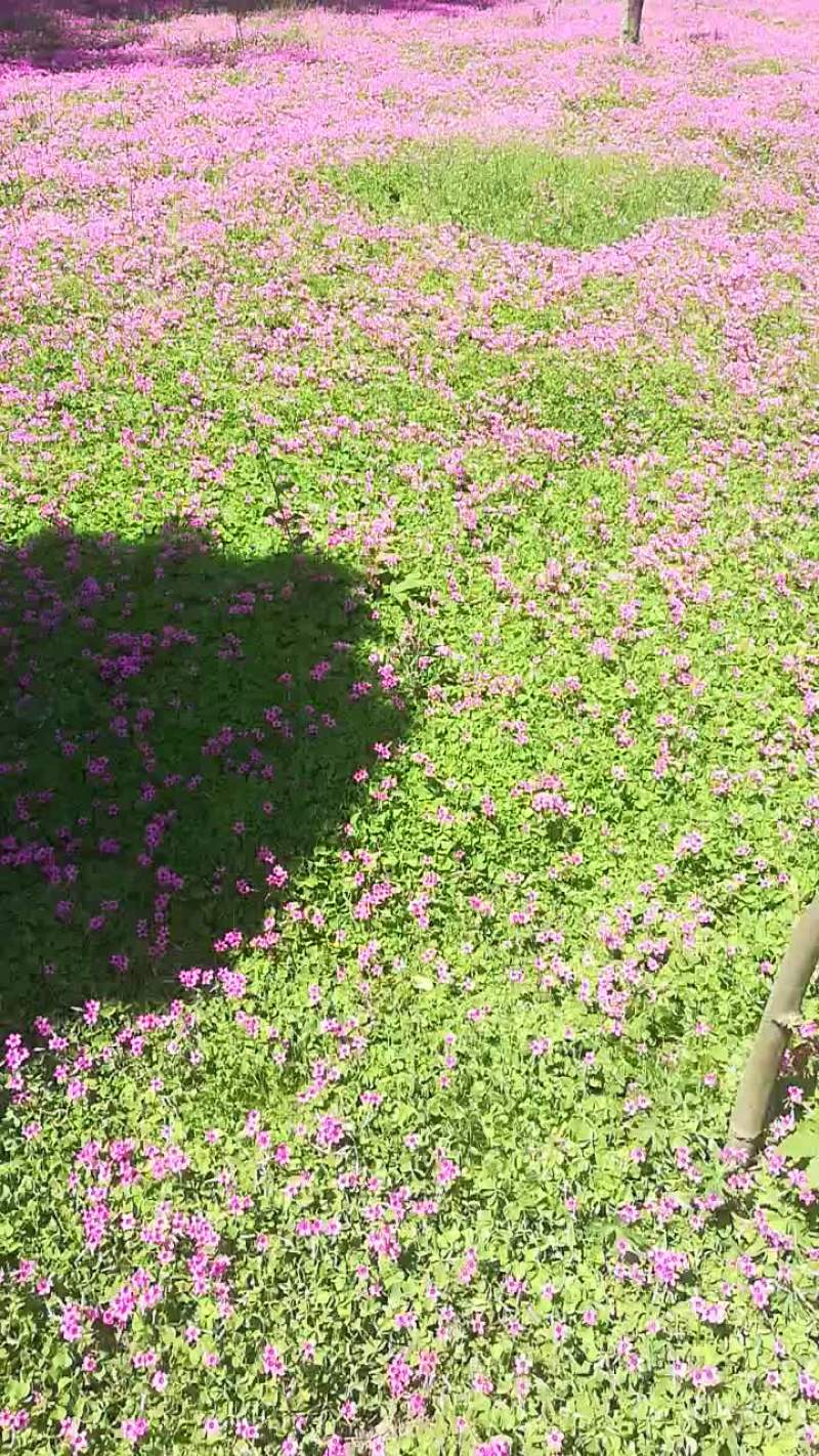 红花酢浆草大量供应6-一10芽成活率高耐运输。