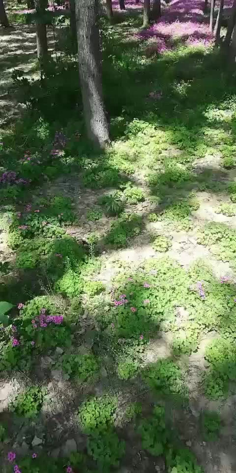 红花酢浆草大量供应6-一10芽成活率高耐运输。