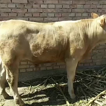 骡马牛驴代办，想有的请联系