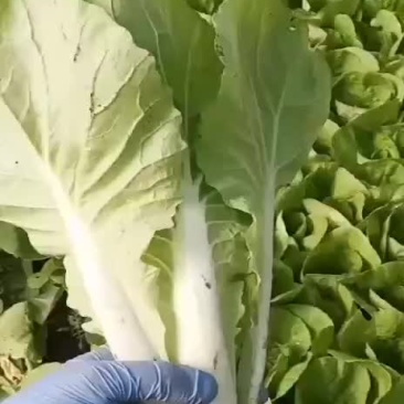 优质五号菜杭白菜大量供应浙江上海江苏周边