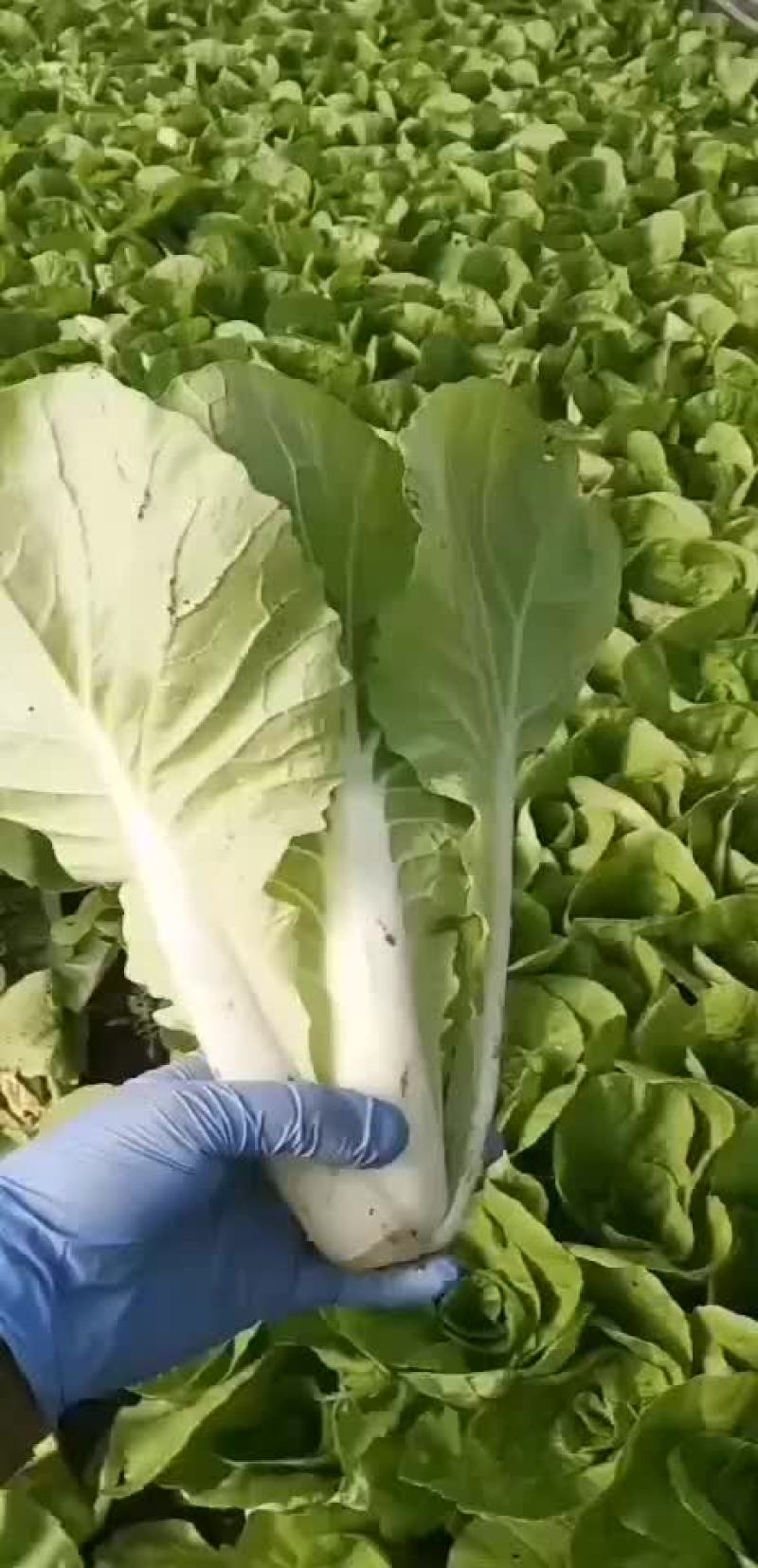 优质五号菜杭白菜大量供应浙江上海江苏周边