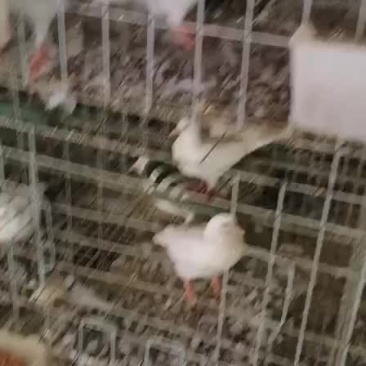 白羽王鸽肉鸽鸽子信鸽观赏鸽菜鸽