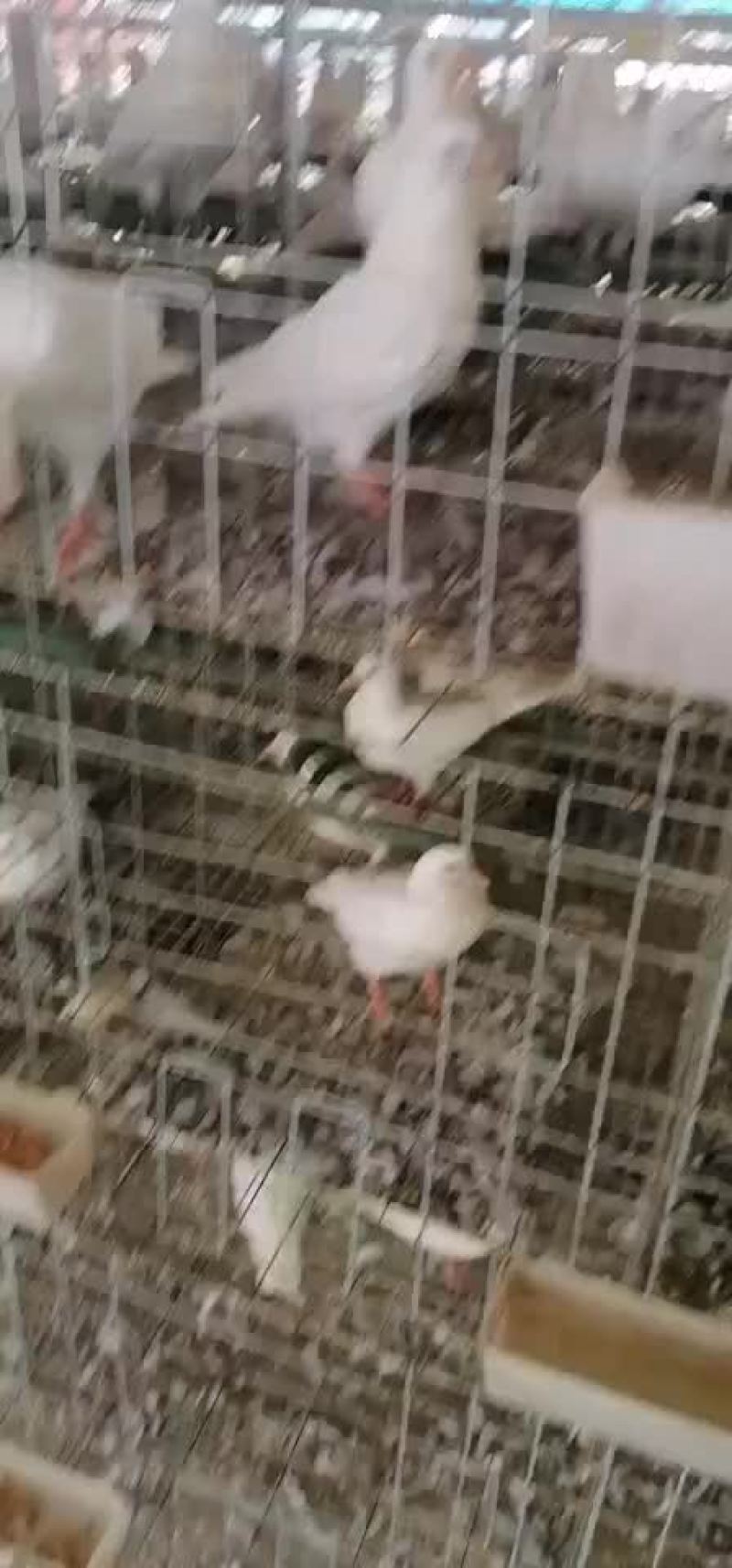 白羽王鸽肉鸽鸽子信鸽观赏鸽菜鸽