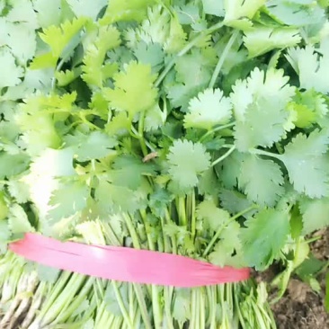 大叶香菜无苔
