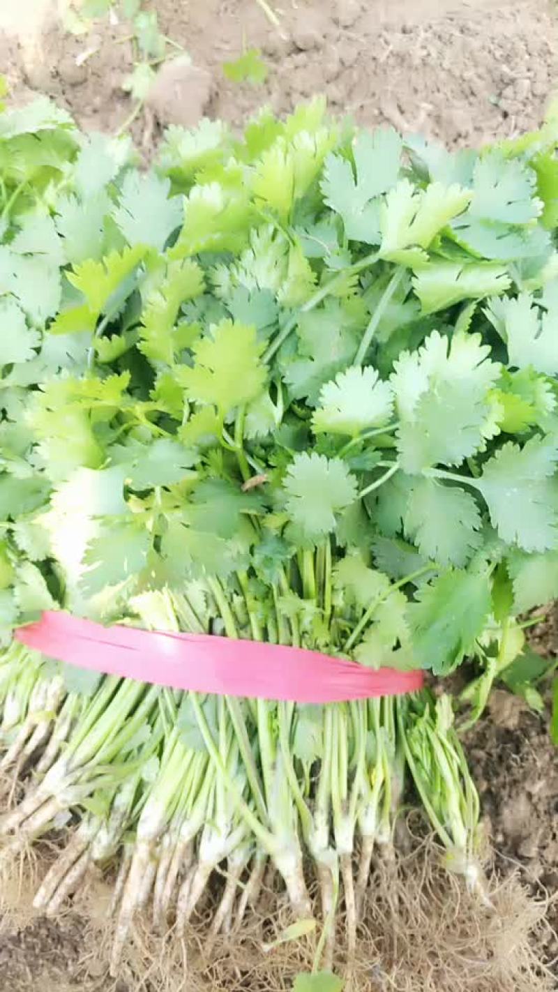 大叶香菜无苔