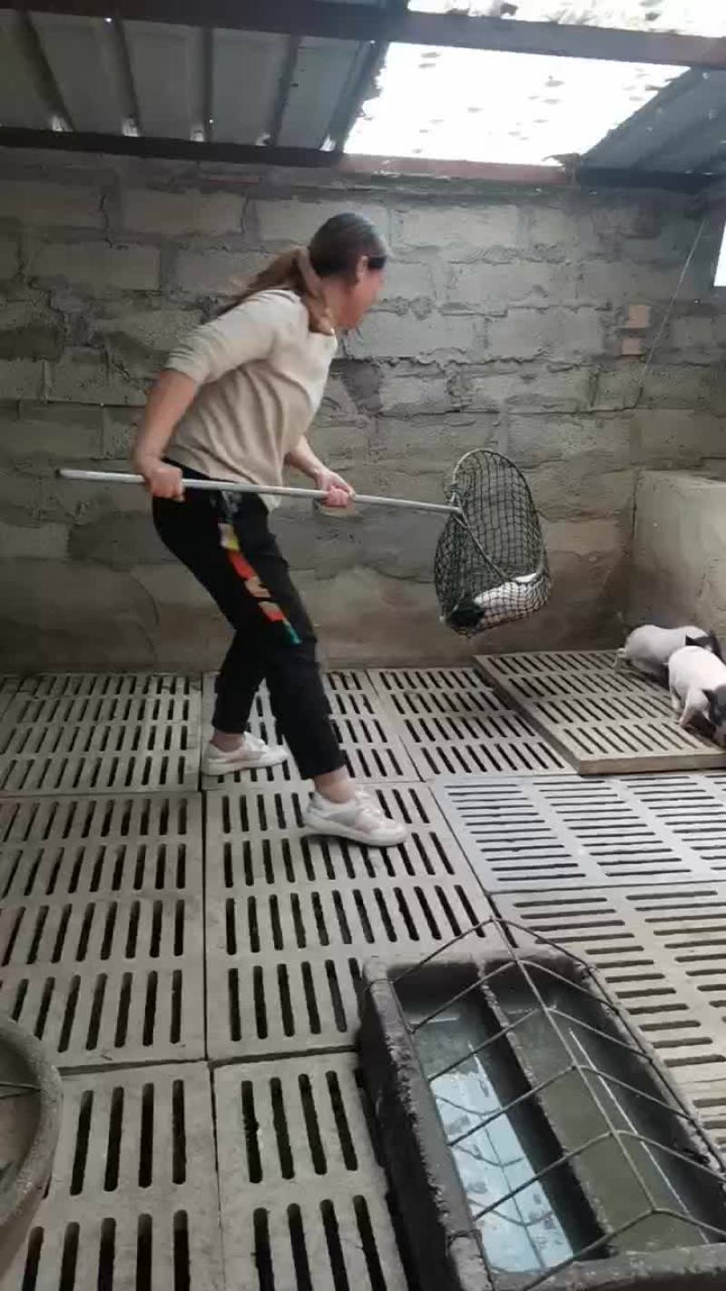 可爱的巴马香猪有喜欢的吗，巴马香猪苗出栏中