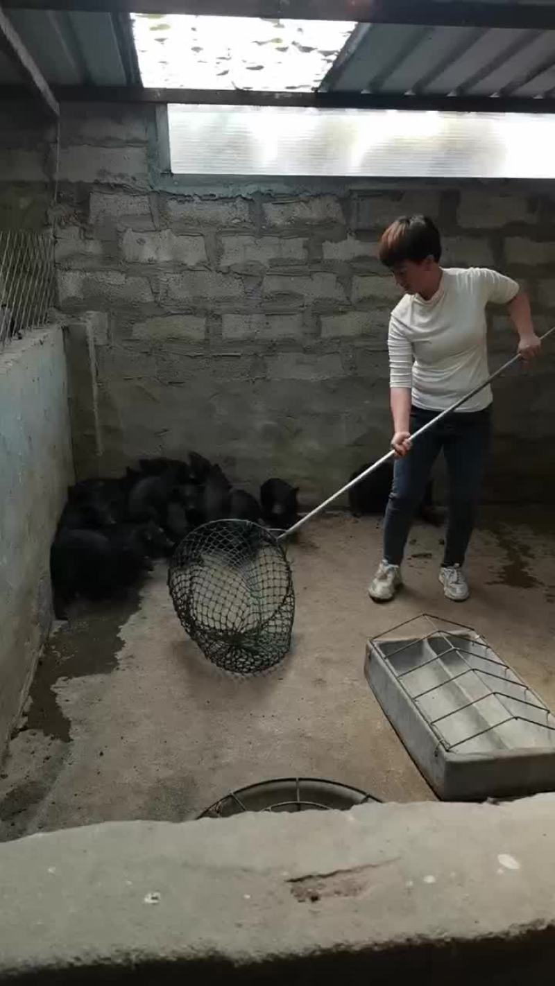 可爱的巴马香猪有喜欢的吗，巴马香猪苗出栏中