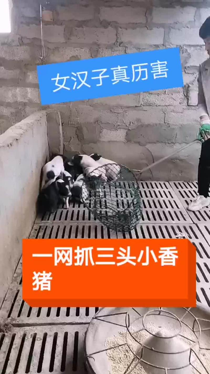 可爱的巴马香猪有喜欢的吗，巴马香猪苗出栏中