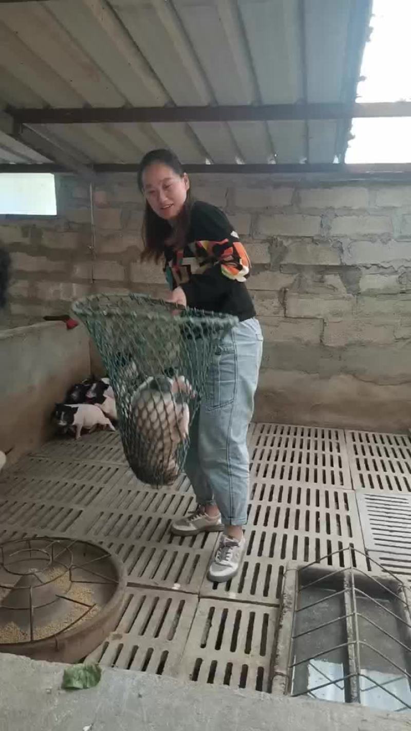可爱的巴马香猪有喜欢的吗，巴马香猪苗出栏中