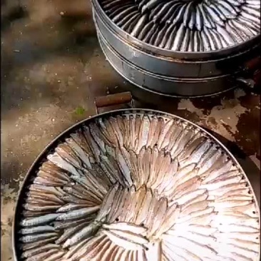 河鱼干白条餐条烟熏鱼干