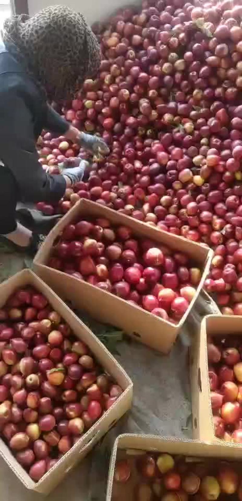 油桃