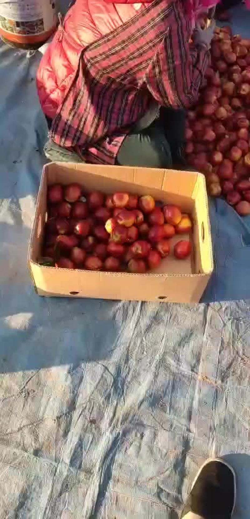 油桃