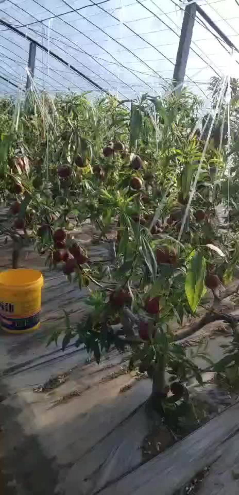 油桃