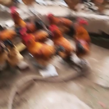 鸡，乌肉鸡