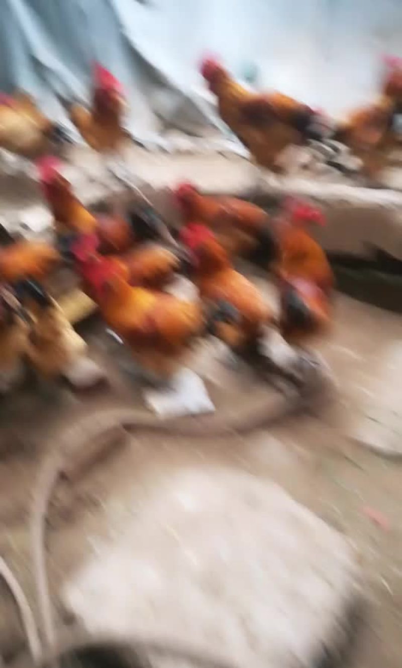 鸡，乌肉鸡