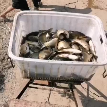 黄金鲫