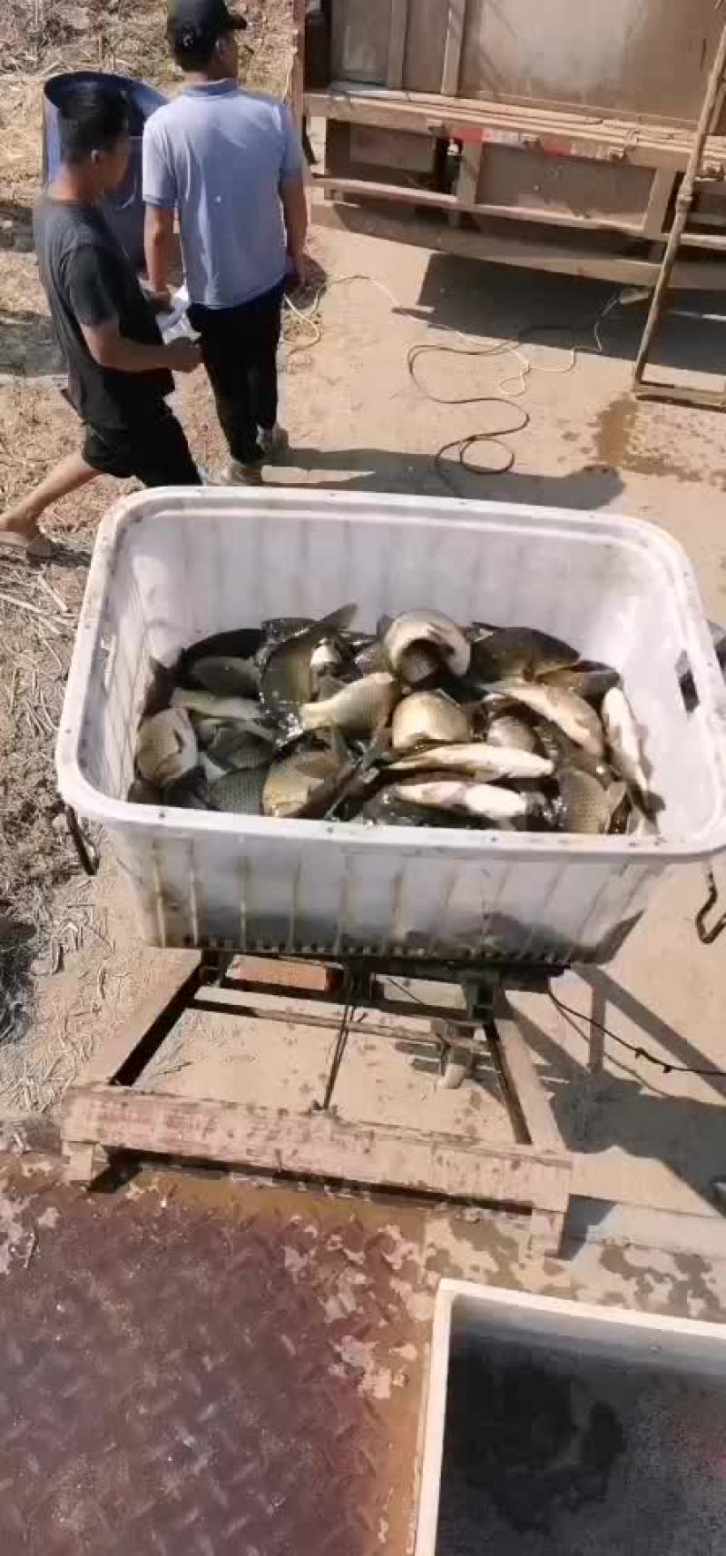 黄金鲫