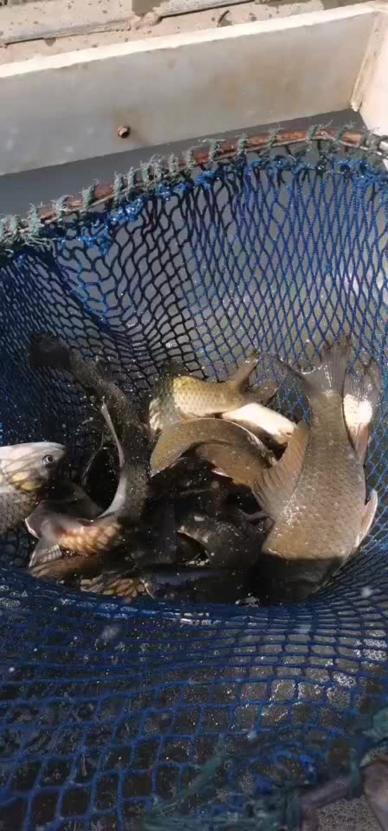 黄金鲫