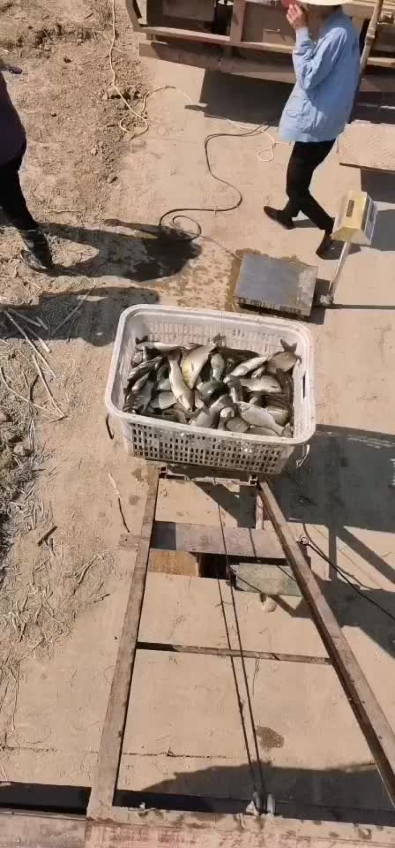 黄金鲫