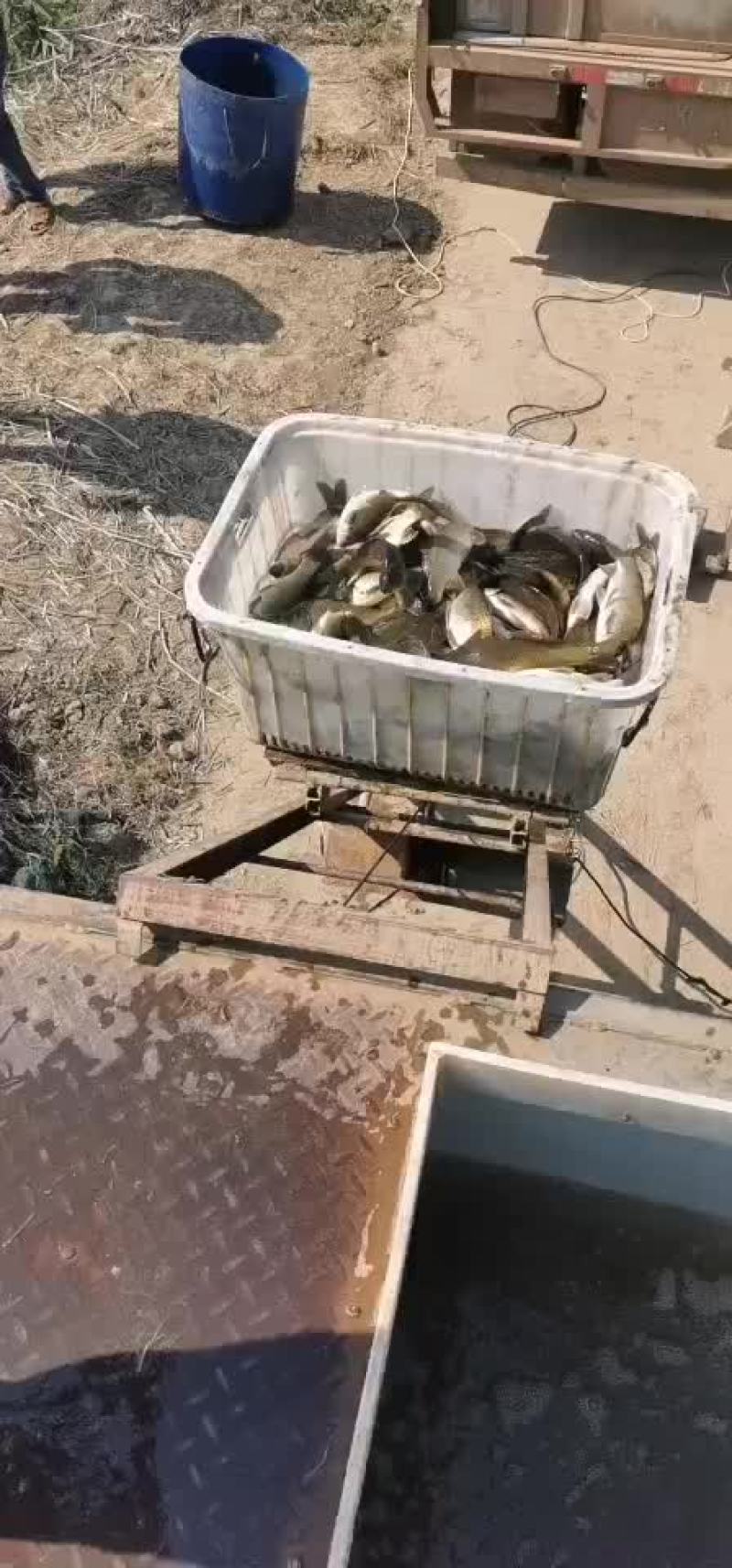 黄金鲫
