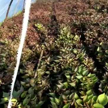 红薯苗
