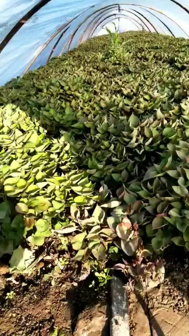 红薯苗