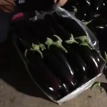 烧烤茄