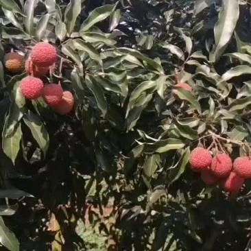 大果