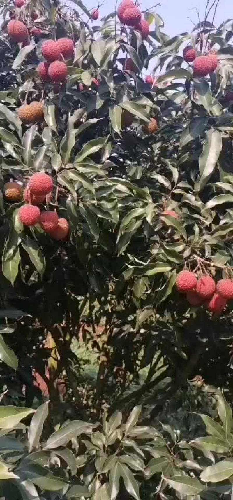 大果