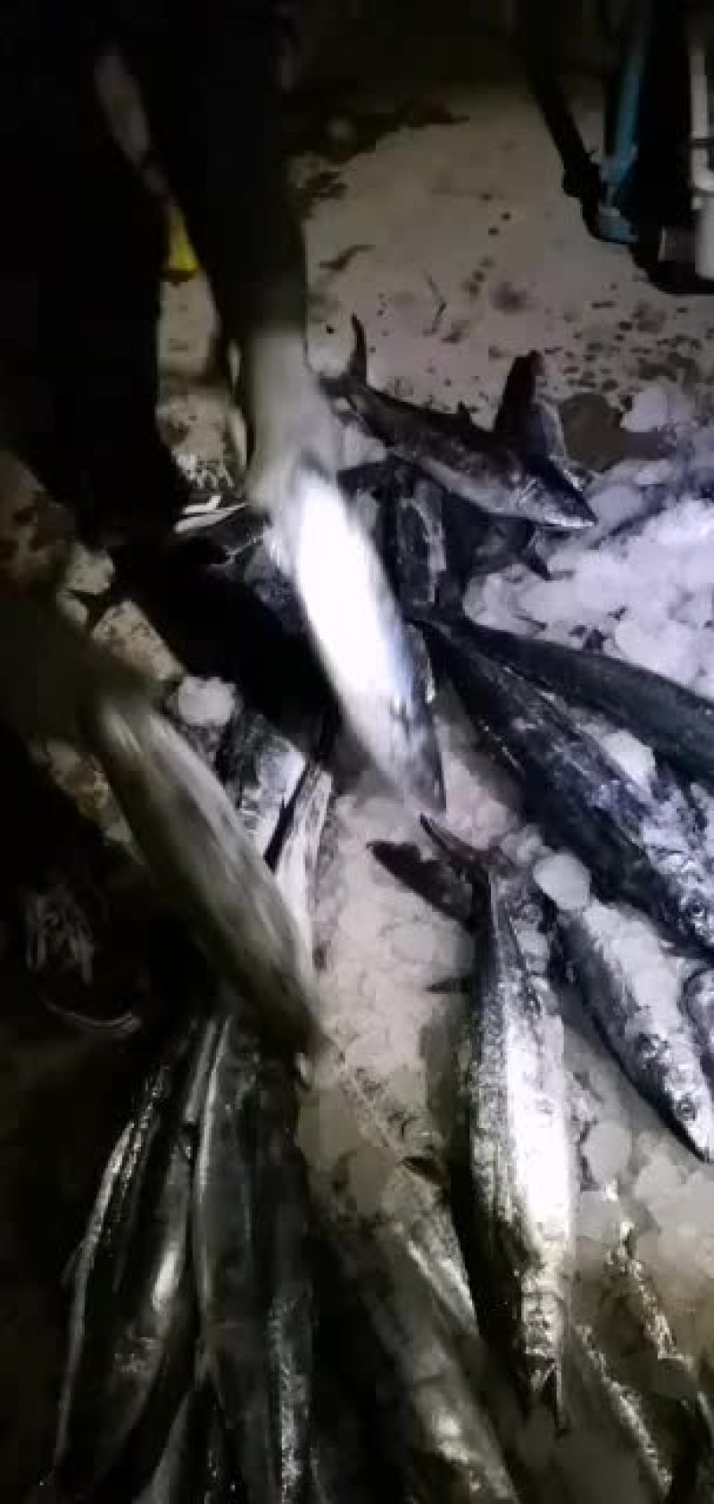 马鲛鱼