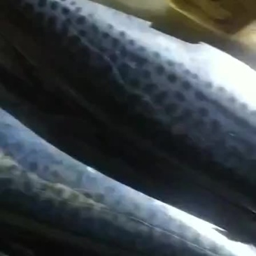 马鲛鱼