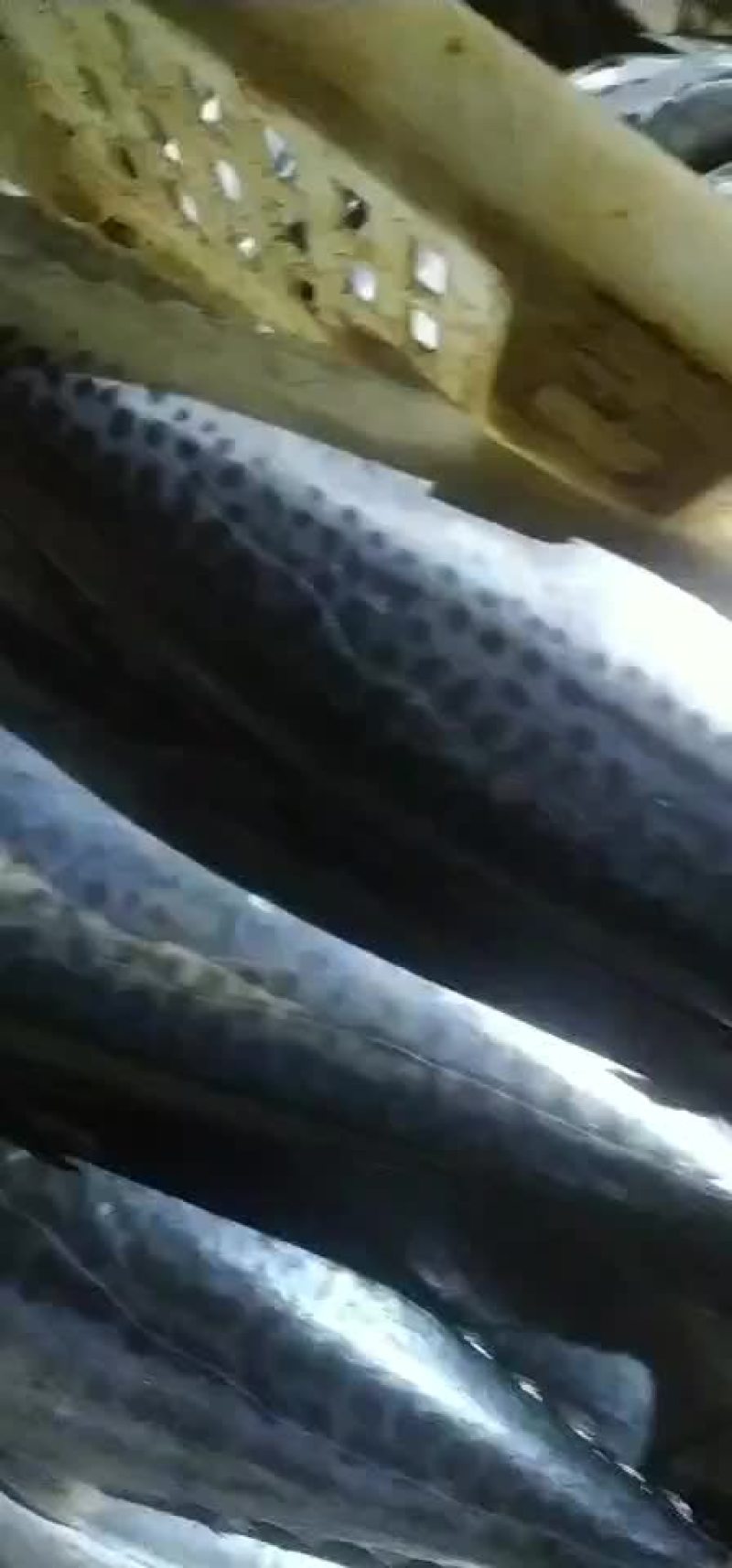 马鲛鱼