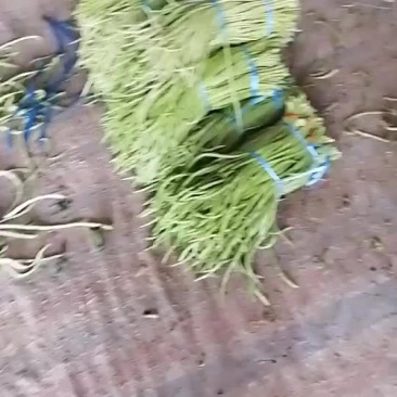 毛豆、豇豆，四季豆，大量上市了，物美廉价，欢迎采购！