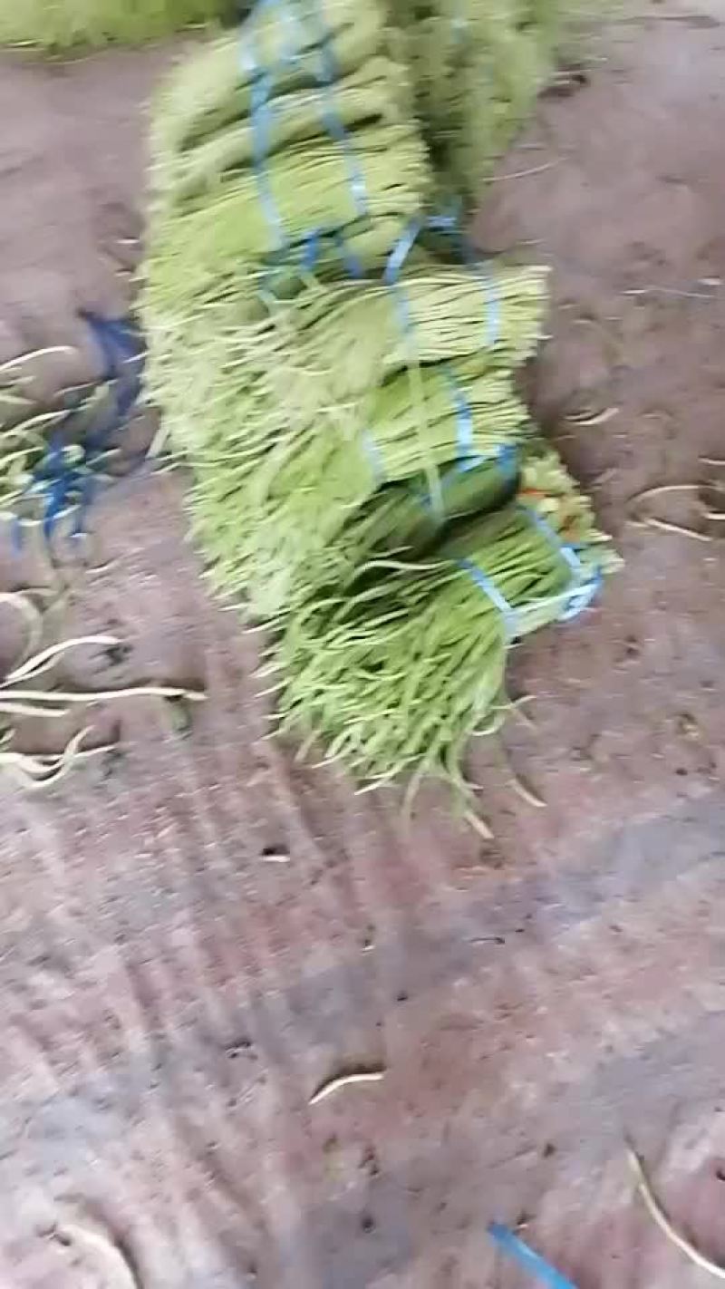 毛豆、豇豆，四季豆，大量上市了，物美廉价，欢迎采购！