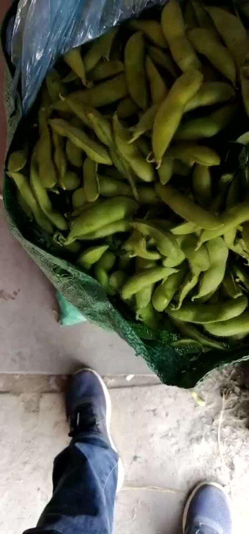 毛豆、豇豆，四季豆，大量上市了，物美廉价，欢迎采购！
