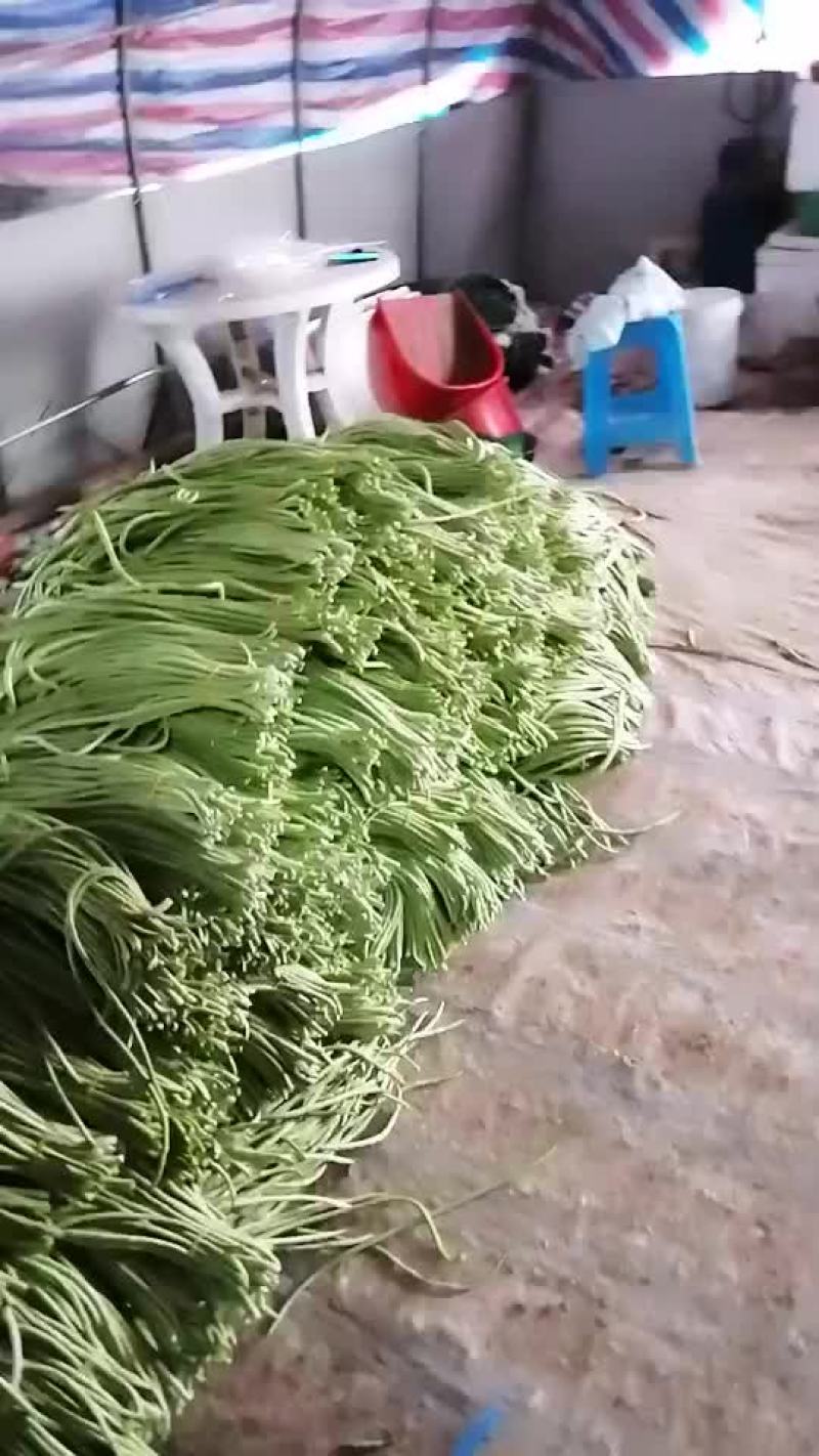 毛豆、豇豆，四季豆，大量上市了，物美廉价，欢迎采购！