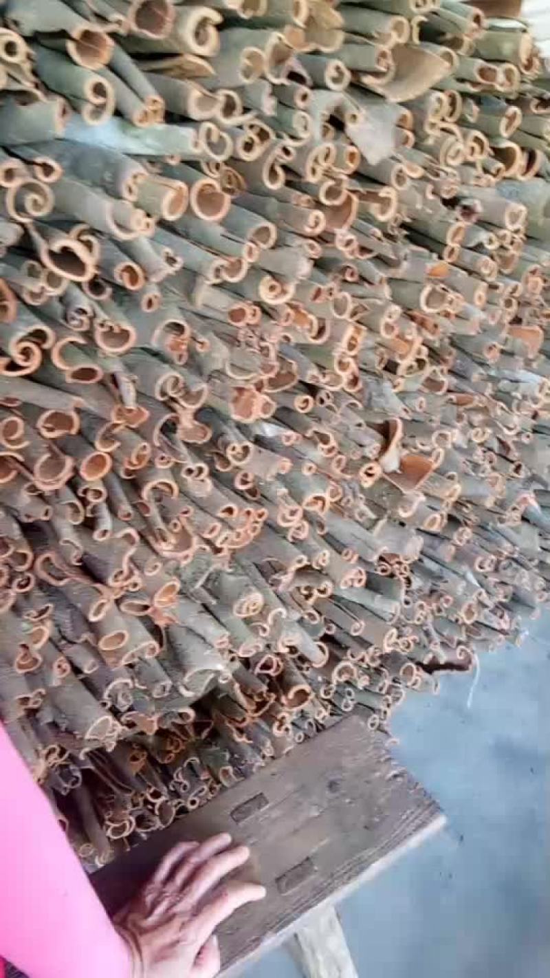 中通桂皮