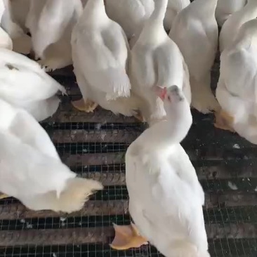 番鸭，黑番鸭大种水鸭