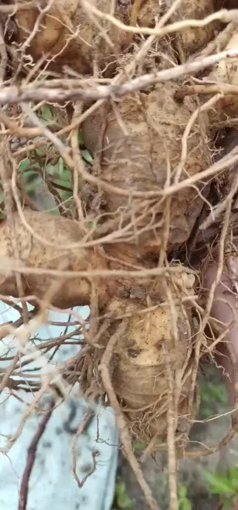 大个纯野黄精，统货都有。大量供应，产地直销